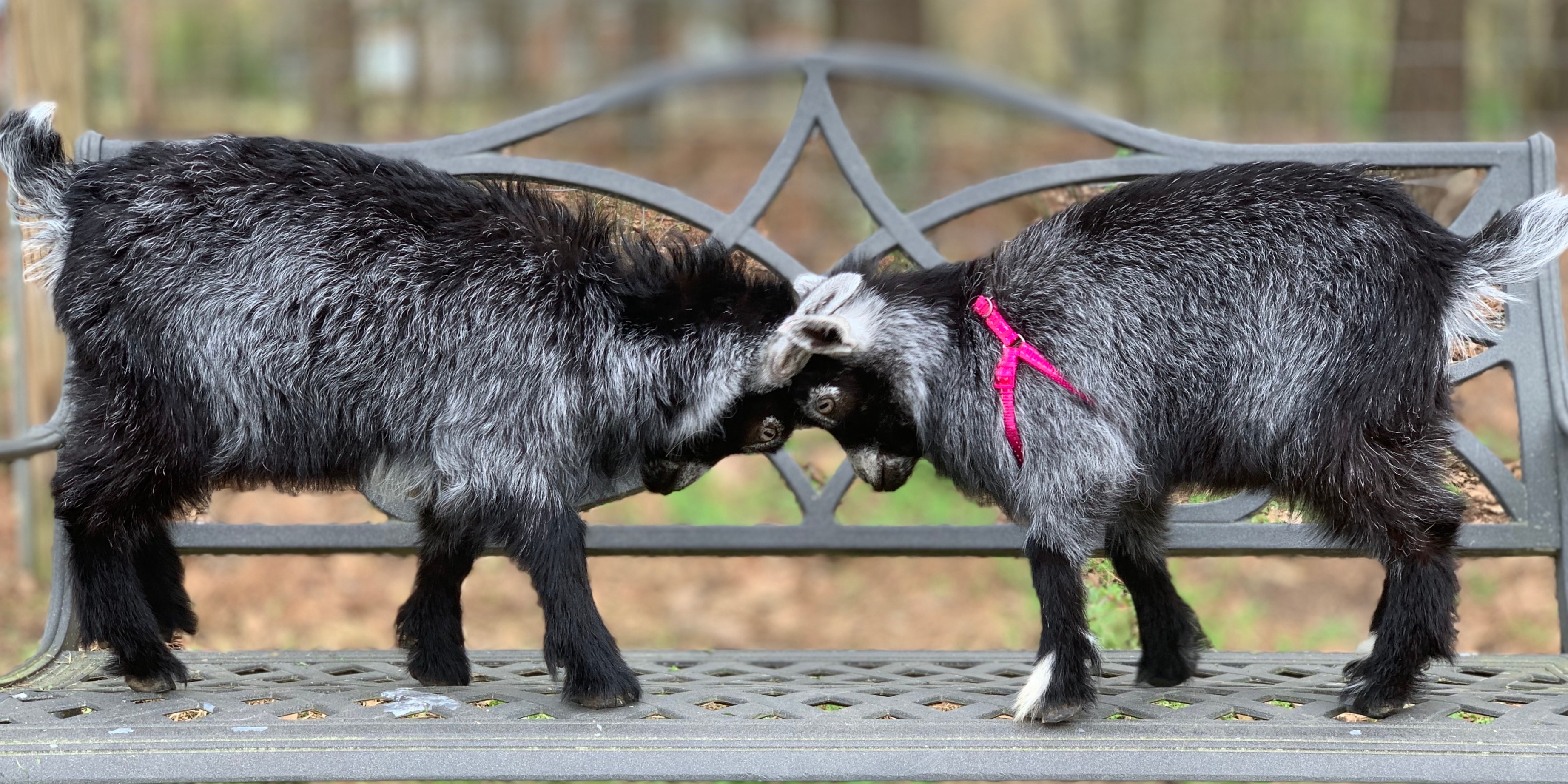 501(c)(3) Non-profit